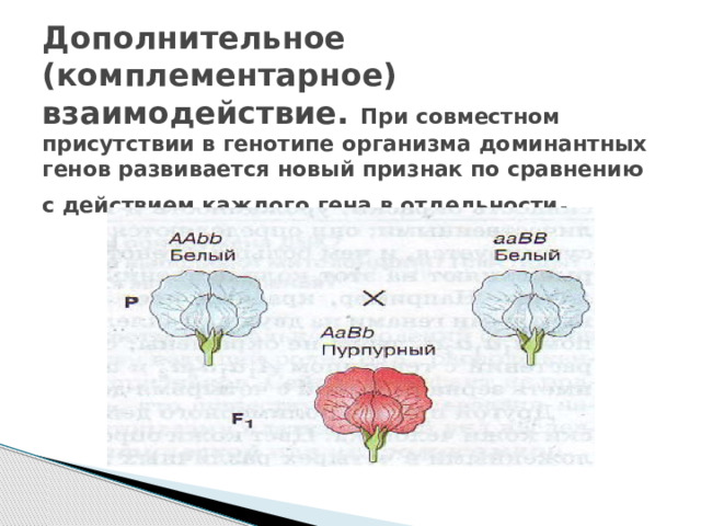 Дополнительное (комплементарное) взаимодействие. При совместном присутствии в генотипе организма доминантных генов развивается новый признак по сравнению с действием каждого гена в отдельности . 