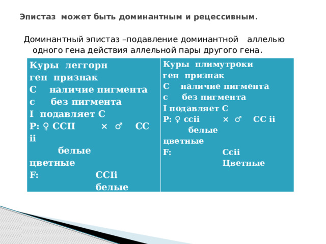 Эпистаз может быть доминантным и рецессивным.   Доминантный эпистаз –подавление доминантной  аллелью одного гена действия аллельной пары другого гена . Куры леггорн Куры плимутроки ген признак ген признак С наличие пигмента с без пигмента С наличие пигмента с без пигмента I подавляет С Р: ♀ ССII × ♂ СС ii I подавляет С Р: ♀ ссii × ♂ СС ii  белые цветные  белые цветные F: ССIi F: Сcii  белые  Цветные 