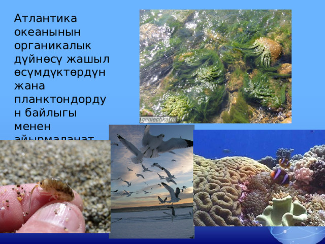   Атлантика океанынын органикалык дүйнөсү жашыл өсүмдүктөрдүн жана планктондордун байлыгы менен айырмаланат. 