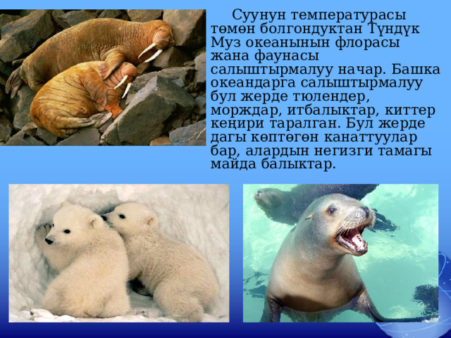  Суунун температурасы төмөн болгондуктан Түндүк Муз океанынын флорасы жана фаунасы салыштырмалуу начар. Башка океандарга салыштырмалуу бул жерде тюлендер, морждар, итбалыктар, киттер кеңири таралган. Бул жерде дагы көптөгөн канаттуулар бар, алардын негизги тамагы майда балыктар. 