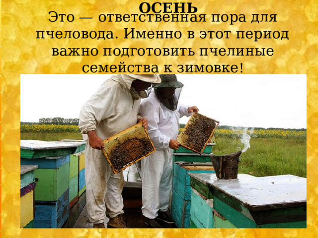 ОСЕНЬ    Это — ответственная пора для пчеловода. Именно в этот период важно подготовить пчелиные семейства к зимовке !     