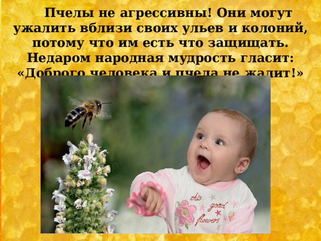 Пчелы не агрессивны! Они могут ужалить вблизи своих ульев и колоний, потому что им есть что защищать. Недаром народная мудрость гласит: «Доброго человека и пчела не жалит!»  
