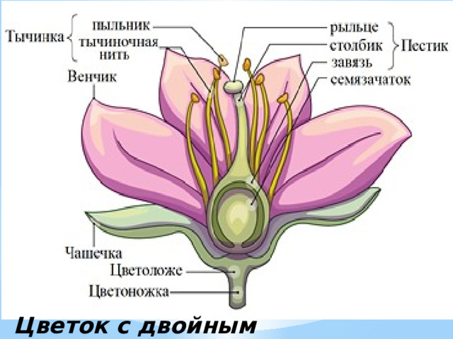 Цветок с двойным околоцветником  