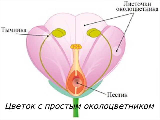 Цветок с простым околоцветником   