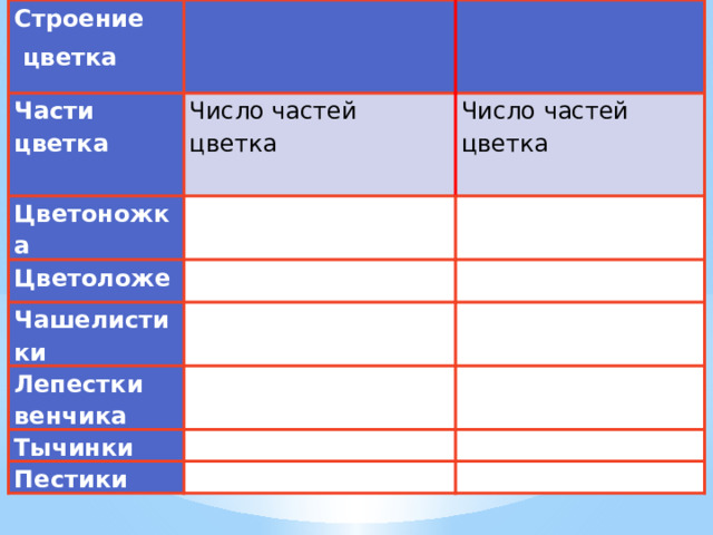Строение  цветка Части цветка Число частей цветка Цветоножка Число частей цветка Цветоложе Чашелистики Лепестки венчика Тычинки Пестики 