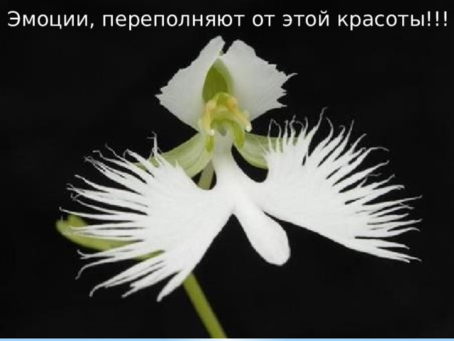 Эмоции, переполняют от этой красоты!!! 