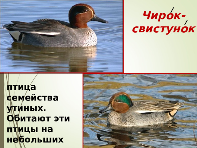 Чирок- свистунок   птица семейства утиных. Обитают эти птицы на небольших водоемах.  
