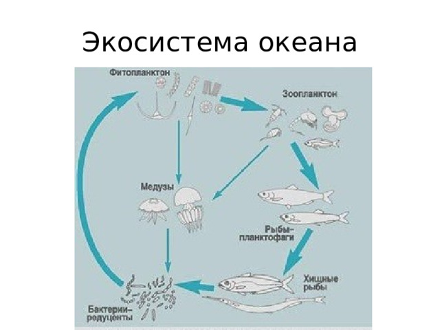 Экосистема океана 