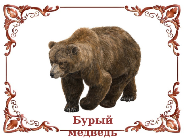 Бурый медведь 