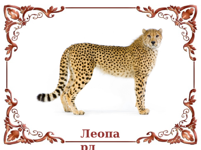 Леопард  