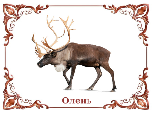 Олен ь  