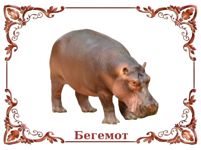 Бегемот 