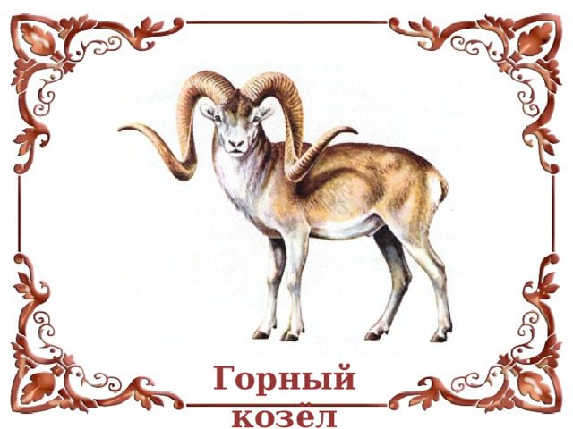 Горный козёл 