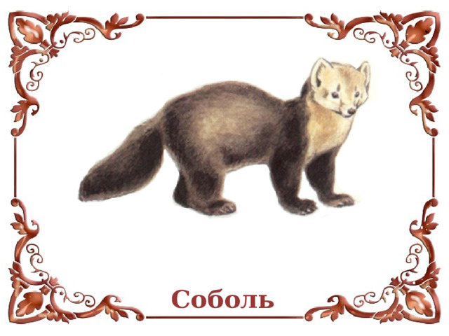 Соболь  