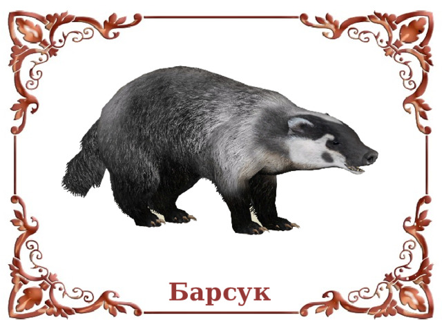 Барсук  