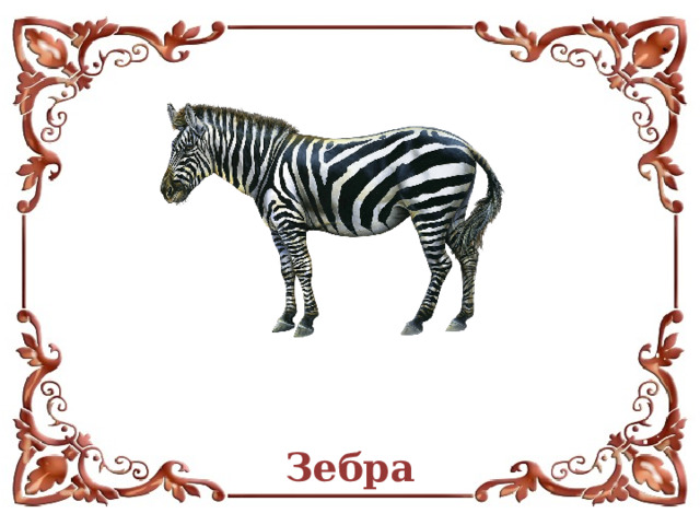 Зебра  