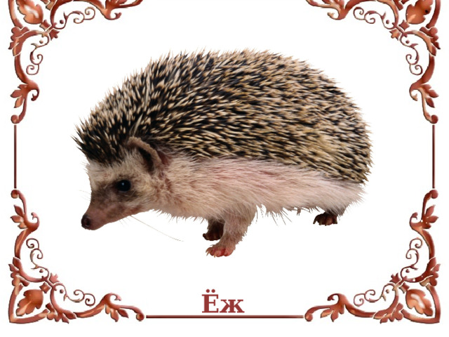 Ёж 