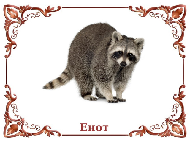 Енот  