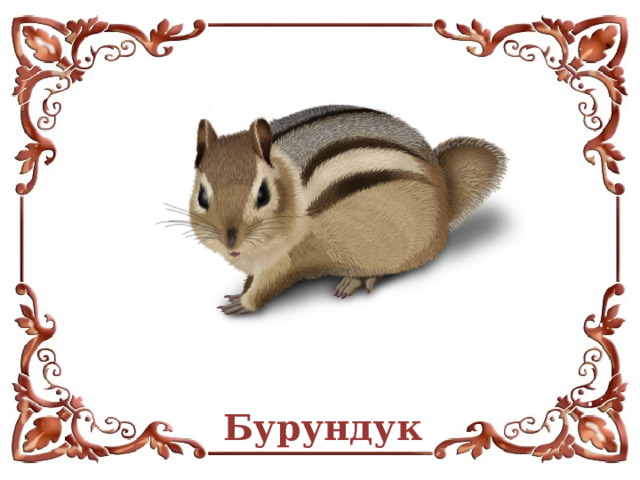 Бурундук 