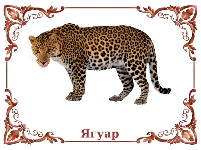 Ягуар 
