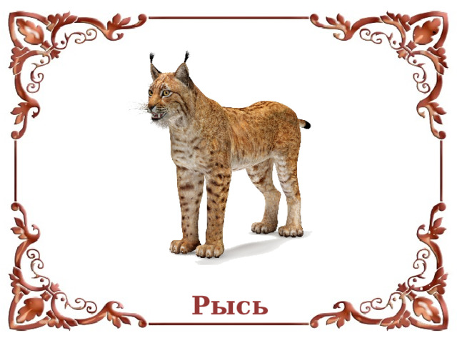 Рысь  