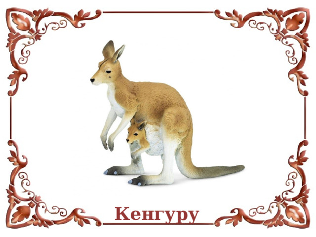Кенгуру  