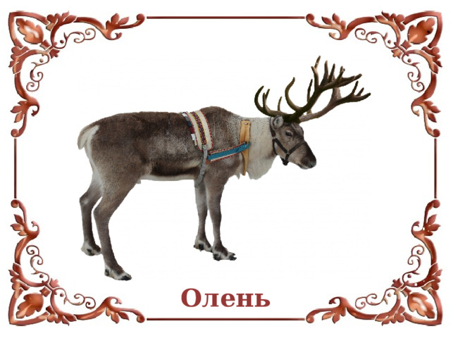 Олень  