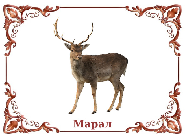 Марал  