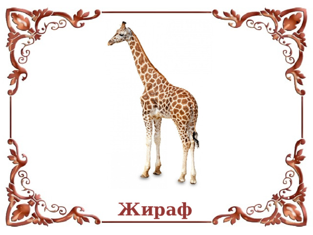 Жираф  