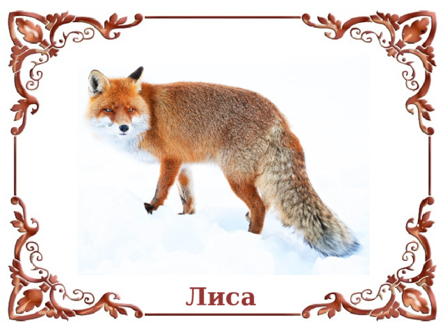 Лиса  