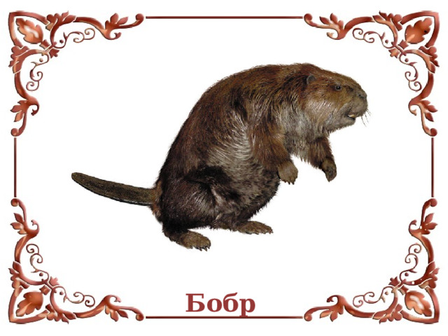 Бобр  