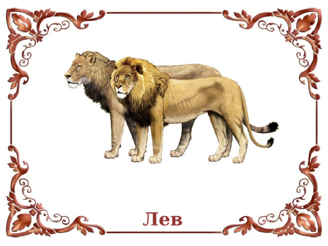 Лев  