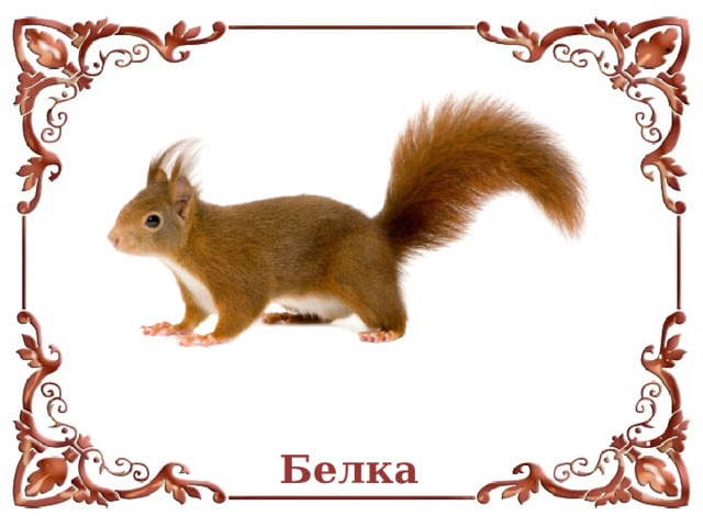 Белка 