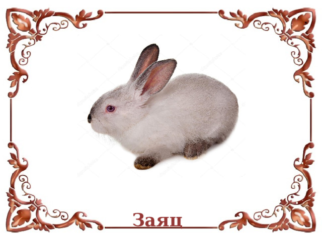 Заяц  