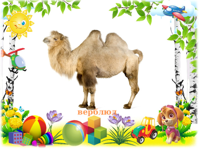 верблюд 