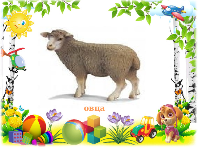 овца 