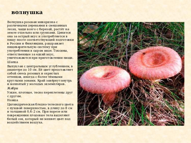 волнушка Волнушка розовая микоризна с различными деревьями в смешанных лесах, чаще всего с березой, растёт на земле отдельно или группами. Ценится она за острый вкус и употребляется в пищу после соответствующей подготовки в России и Финляндии, раздражает пищеварительную систему при употреблении в сыром виде. Токсины, ответственные за едкий вкус, уничтожаются при приготовлении пищи. Шапка Выпуклая с центральным углублением, в диаметре до 10 см. Её цвет представляет собой смесь розовых и охристых оттенков, иногда с более тёмными круглыми зонами. Край завёрнут внутрь и мохнатый у молодых экземпляров. Жабры Узкие, плотные, тесно переплетены друг с другом. Ножка Цилиндрическая бледно-телесного цвета с пуховой поверхностью, в длину до 8 см и толщиной 0,6–2 см. При порезе или повреждении плодовые тела выделяют белый сок, который не меняет цвет под воздействием воздуха. 