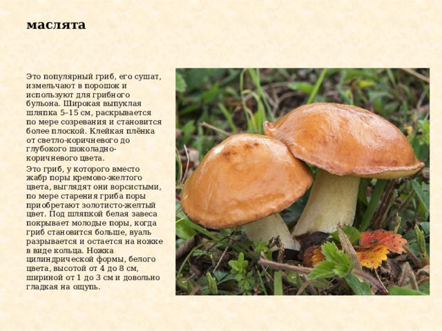 маслята Это популярный гриб, его сушат, измельчают в порошок и используют для грибного бульона. Широкая выпуклая шляпка 5–15 см, раскрывается по мере созревания и становится более плоской. Клейкая плёнка от светло-коричневого до глубокого шоколадно-коричневого цвета. Это гриб, у которого вместо жабр поры кремово-желтого цвета, выглядят они ворсистыми, по мере старения гриба поры приобретают золотисто-желтый цвет. Под шляпкой белая завеса покрывает молодые поры, когда гриб становится больше, вуаль разрывается и остается на ножке в виде кольца. Ножка цилиндрической формы, белого цвета, высотой от 4 до 8 см, шириной от 1 до 3 см и довольно гладкая на ощупь. 