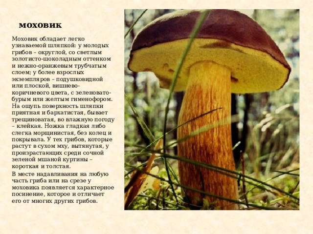 моховик Моховик обладает легко узнаваемой шляпкой: у молодых грибов – округлой, со светлым золотисто-шоколадным оттенком и нежно-оранжевым трубчатым слоем; у более взрослых экземпляров – подушковидной или плоской, вишнево-коричневого цвета, с зеленовато-бурым или желтым гименофором. На ощупь поверхность шляпки приятная и бархатистая, бывает трещиноватая, во влажную погоду – клейкая. Ножка гладкая либо слегка морщинистая, без колец и покрывала. У тех грибов, которые растут в сухом мху, вытянутая, у произрастающих среди сочной зеленой мшаной куртины – короткая и толстая. В месте надавливания на любую часть гриба или на срезе у моховика появляется характерное посинение, которое и отличает его от многих других грибов. 