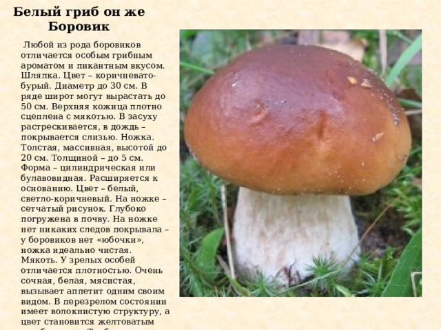 Белый гриб он же Боровик  Любой из рода боровиков отличается особым грибным ароматом и пикантным вкусом. Шляпка. Цвет – коричневато-бурый. Диаметр до 30 см. В ряде широт могут вырастать до 50 см. Верхняя кожица плотно сцеплена с мякотью. В засуху растрескивается, в дождь – покрывается слизью. Ножка. Толстая, массивная, высотой до 20 см. Толщиной – до 5 см. Форма – цилиндрическая или булавовидная. Расширяется к основанию. Цвет – белый, светло-коричневый. На ножке – сетчатый рисунок. Глубоко погружена в почву. На ножке нет никаких следов покрывала – у боровиков нет «юбочки», ножка идеально чистая. Мякоть. У зрелых особей отличается плотностью. Очень сочная, белая, мясистая, вызывает аппетит одним своим видом. В перезрелом состоянии имеет волокнистую структуру, а цвет становится желтоватым или бежевым. Трубчатое тело. Сначала белое, потом желтоватое. У старых экземпляров – позеленевшее. Споры. Порошок оливково-бурого цвета. Размер – 15,5 х 5,5 мкм. 