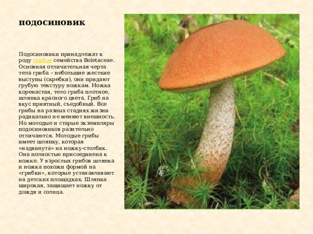 подосиновик Подосиновики принадлежат к роду  грибов  семейства Boletaceae. Основная отличительная черта тела гриба – небольшие жесткие выступы (скребки), они придают грубую текстуру ножкам. Ножка коренастая, тело гриба плотное, шляпка красного цвета. Гриб на вкус приятный, съедобный. Все грибы на разных стадиях жизни радикально не меняют внешность. Но молодые и старые экземпляры подосиновиков разительно отличаются. Молодые грибы имеет шляпку, которая «надвинута» на ножку-столбик. Она полностью присоединена к ножке. У взрослых грибов шляпка и ножка похожи формой на «грибки», которые устанавливают на детских площадках. Шляпка широкая, защищает ножку от дождя и солнца . 