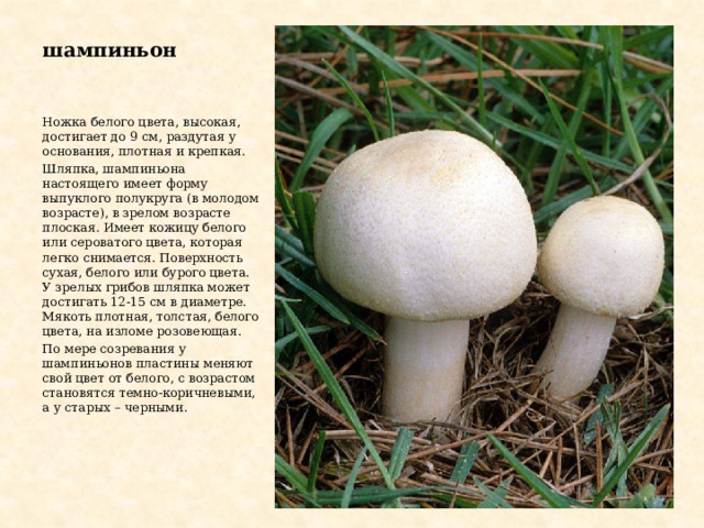шампиньон Ножка белого цвета, высокая, достигает до 9 см, раздутая у основания, плотная и крепкая. Шляпка, шампиньона настоящего имеет форму выпуклого полукруга (в молодом возрасте), в зрелом возрасте плоская. Имеет кожицу белого или сероватого цвета, которая легко снимается. Поверхность сухая, белого или бурого цвета. У зрелых грибов шляпка может достигать 12-15 см в диаметре. Мякоть плотная, толстая, белого цвета, на изломе розовеющая. По мере созревания у шампиньонов пластины меняют свой цвет от белого, с возрастом становятся темно-коричневыми, а у старых – черными. 
