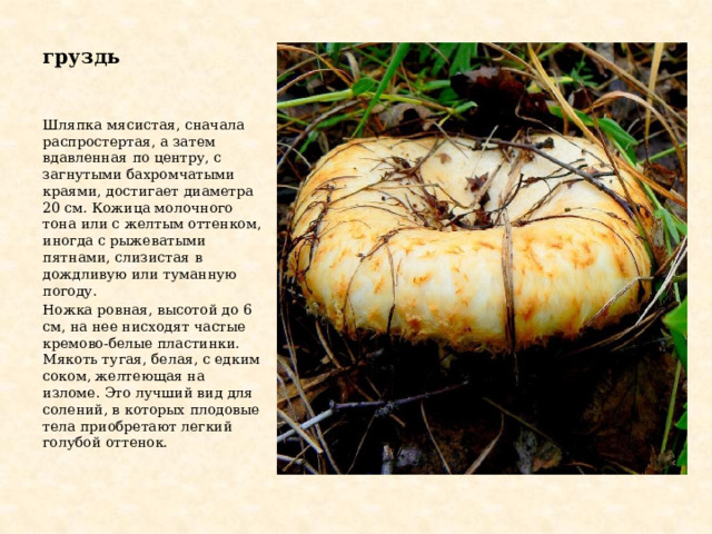 груздь Шляпка мясистая, сначала распростертая, а затем вдавленная по центру, с загнутыми бахромчатыми краями, достигает диаметра 20 см. Кожица молочного тона или с желтым оттенком, иногда с рыжеватыми пятнами, слизистая в дождливую или туманную погоду. Ножка ровная, высотой до 6 см, на нее нисходят частые кремово-белые пластинки. Мякоть тугая, белая, с едким соком, желтеющая на изломе. Это лучший вид для солений, в которых плодовые тела приобретают легкий голубой оттенок. 