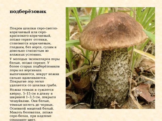 подберёзовик Покров шляпки серо-светло-коричневый или серо-красновато-коричневый, позже теряет оттенки, становится коричневым, гладким, без ворса, сухим и довольно слизистым во влажных условиях. У молодых экземпляров поры белые, позже сереют. У более старых подберёзовиков поры на ворсинках выпячиваются, вокруг ножки сильно вдавливаются. Покрытие пор легко удаляется со шляпки гриба. Ножка тонкая и сужается кверху, 5–15 см в длину и шириной 1–3,5 см, покрыта чешуйками. Они белые, темные вплоть до черных. Основной мицелий белый. Мякоть беловатая, позже серо-белая, при надломе сохраняет цвет. 