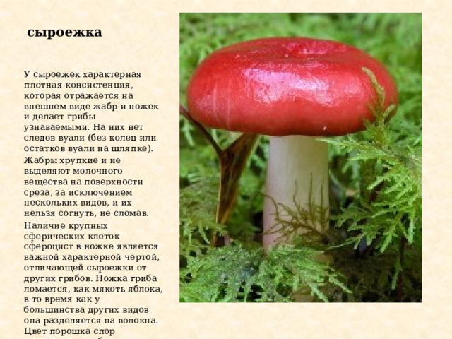 сыроежка У сыроежек характерная плотная консистенция, которая отражается на внешнем виде жабр и ножек и делает грибы узнаваемыми. На них нет следов вуали (без колец или остатков вуали на шляпке). Жабры хрупкие и не выделяют молочного вещества на поверхности среза, за исключением нескольких видов, и их нельзя согнуть, не сломав. Наличие крупных сферических клеток сфероцист в ножке является важной характерной чертой, отличающей сыроежки от других грибов. Ножка гриба ломается, как мякоть яблока, в то время как у большинства других видов она разделяется на волокна. Цвет порошка спор варьируется от белого до кремового или даже оранжевого. 