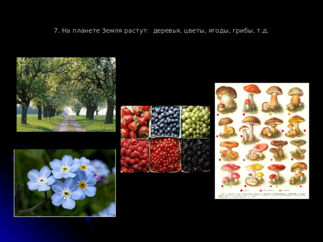 7. На планете Земля растут: деревья, цветы, ягоды, грибы, т.д. 