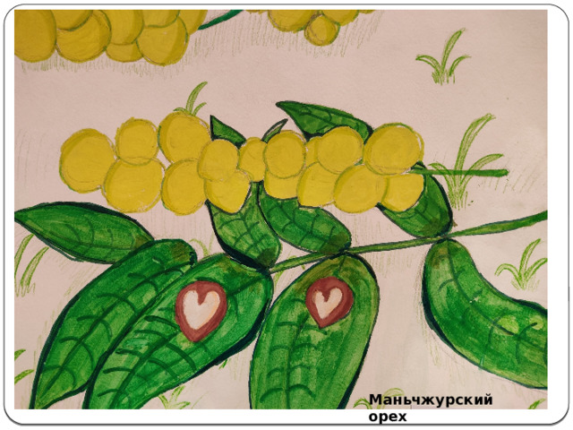 Маньчжурский орех 