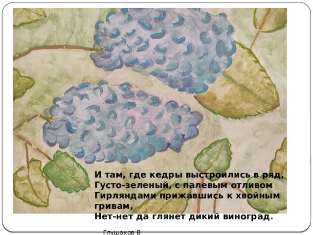 И там, где кедры выстроились в ряд, Густо-зеленый, с палевым отливом Гирляндами прижавшись к хвойным гривам, Нет-нет да глянет дикий виноград .  Глушаков В 