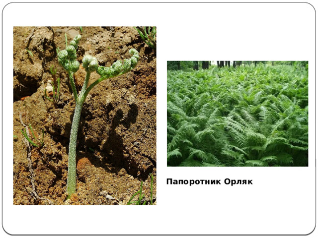 Папоротник Орляк 