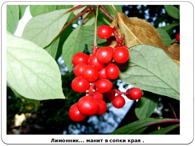 Лимонник... манит в сопки края . 